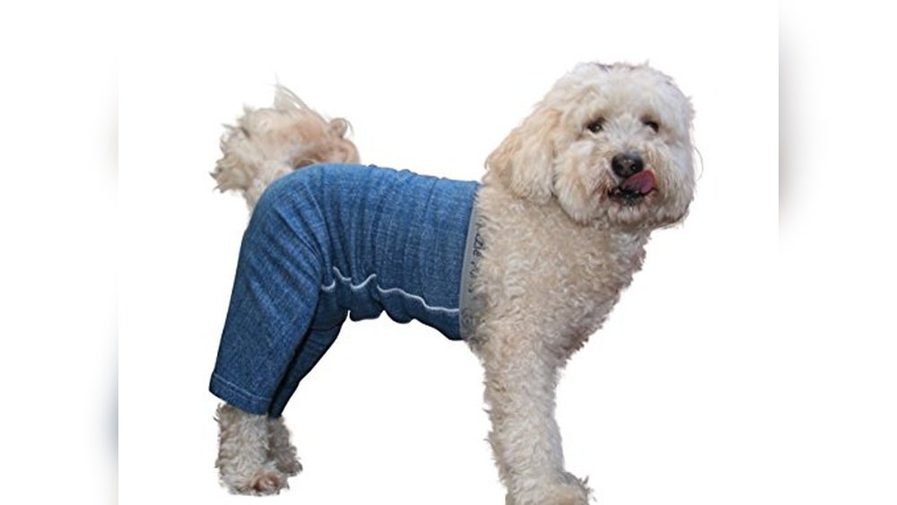Yoga Pants Doggy Styles 2026 Best Picks for Comfort and Durability