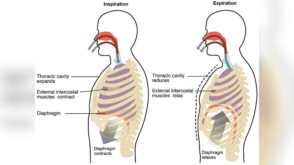 Chest Breathing Vs Abdominal Breathing: Key Differences Explained